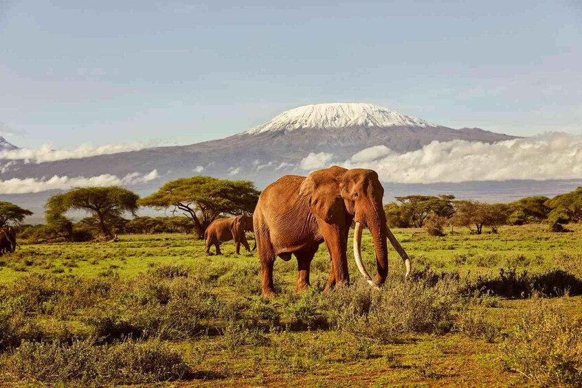 Elephants in a grassy field with a mountain in the background. 1