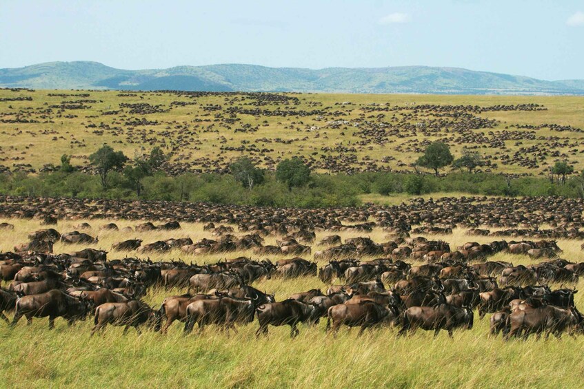 Picture 9 for Activity Nairobi: 6Days Maasai Mara, Nakuru and Amboseli Group Safari 3