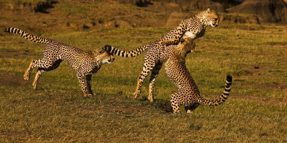 Three cheetahs in a grassy savannah. 5