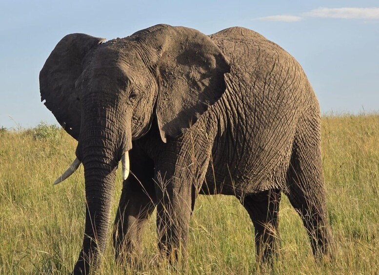 An elephant standing in a grassy field. 5