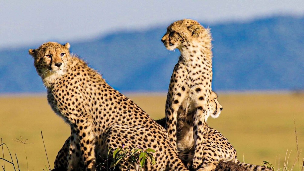 Two cheetahs sitting in a grassy field with mountains in the background. 3