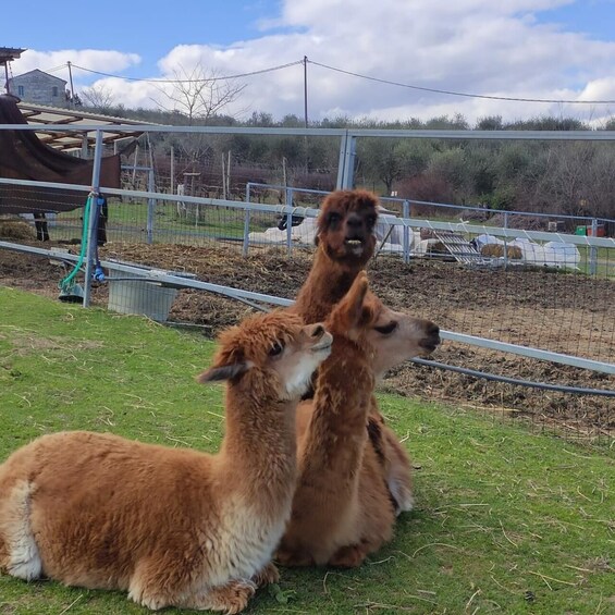 Two alpacas sitting on grass with a fence and a building in the background. 4
