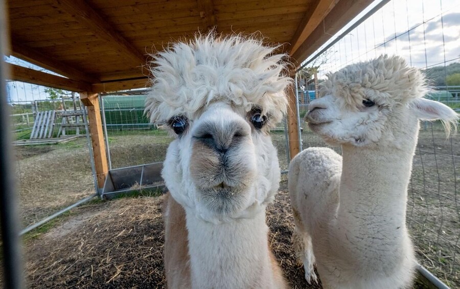 Alpacas in a fenced enclosure with a wooden roof. 1