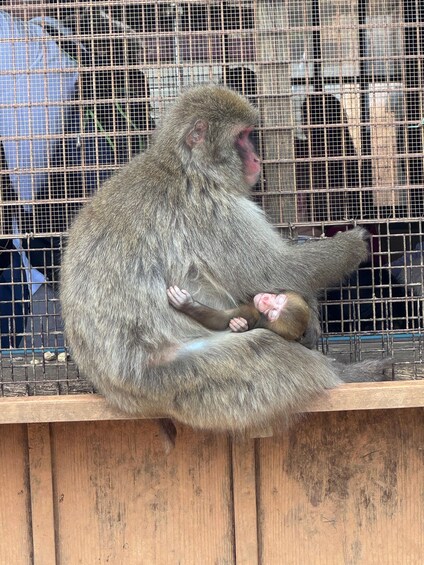 A monkey sitting on a wooden ledge inside a cage. 2