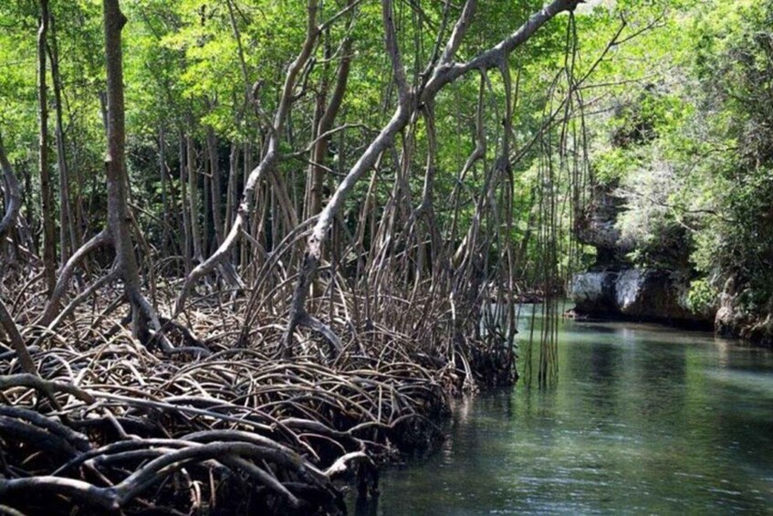 A mangrove forest with dense roots and trees over a calm water body. 2