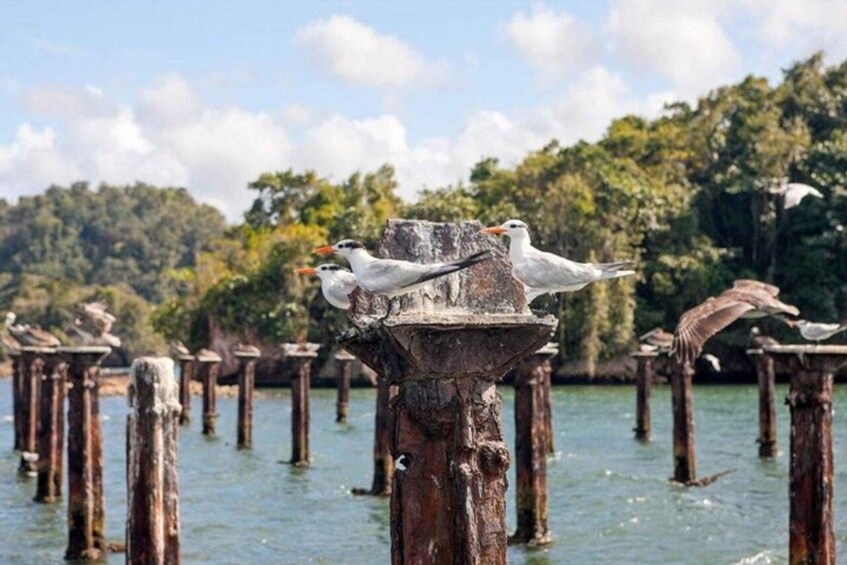 Birds perched on wooden posts in a body of water with a forested background. 5
