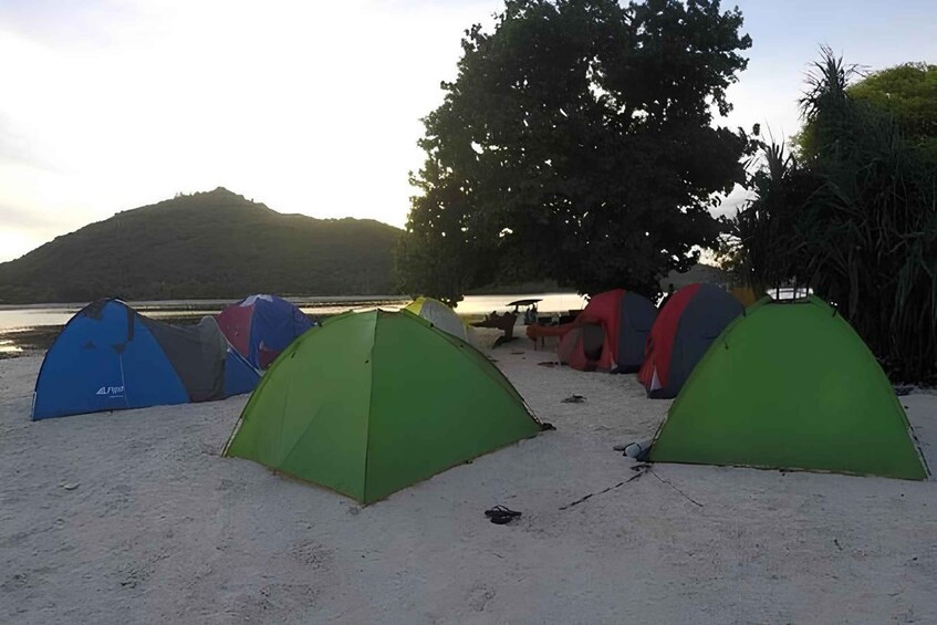 A beach with multiple tents and a large tree in the background. 3