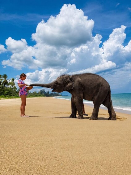 En person som matar en elefant på en strand med palmer och havet i bakgrunden. 3
