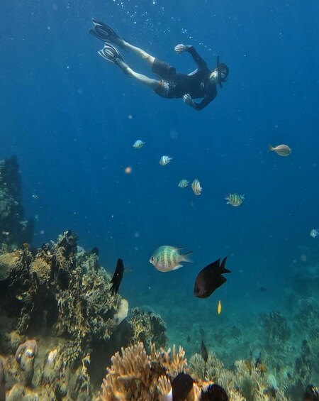 A diver swimming with fish in a coral reef. 2