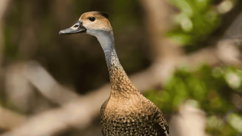 A bird with a speckled brown and white plumage, a long beak, and a head with a dark eye patch. 5