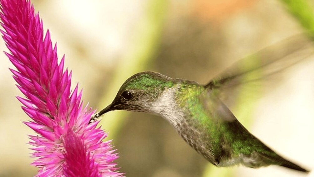 A hummingbird hovering near a pink flower. 2