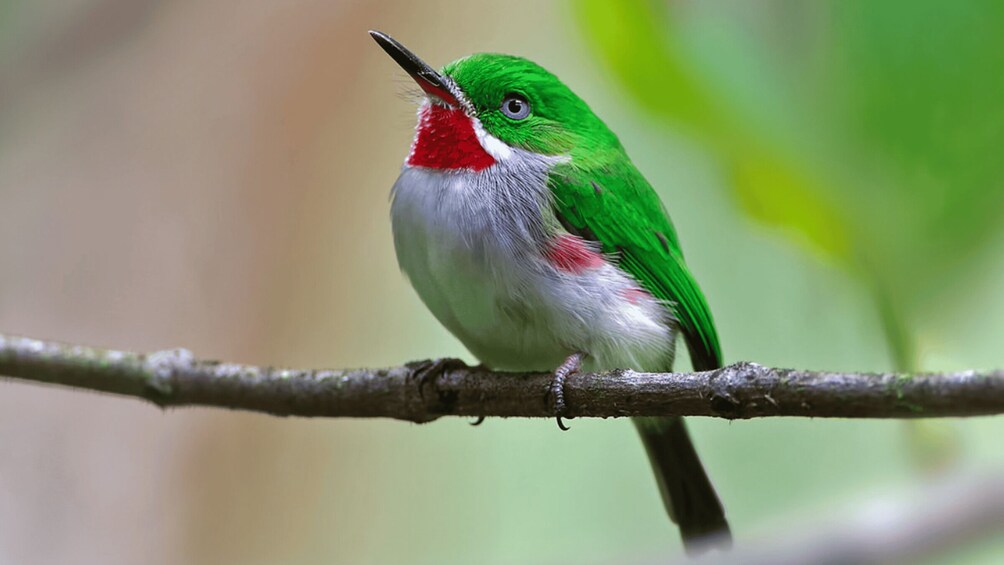 A green bird with a red throat perched on a branch. 1