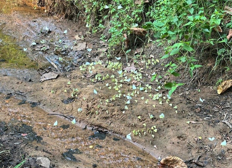 A muddy riverbank with scattered leaves and patches of green vegetation. 4