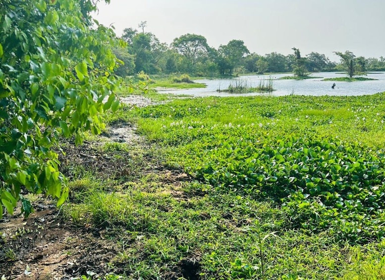 A lush green landscape with a body of water, trees, and a path. 2