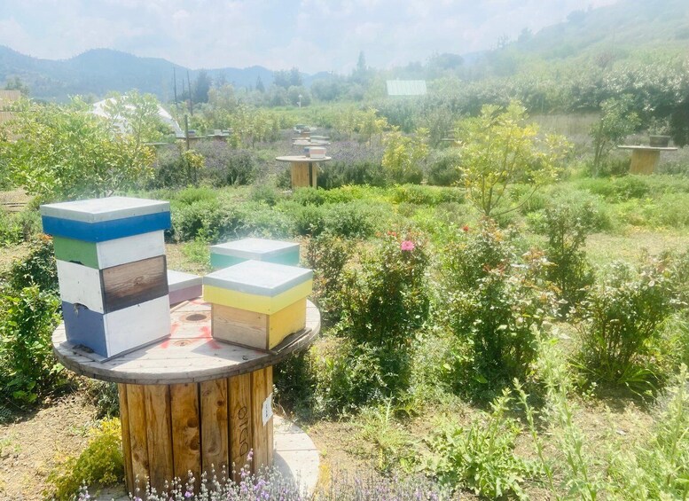 A garden with a wooden table and colorful beehive boxes. 5