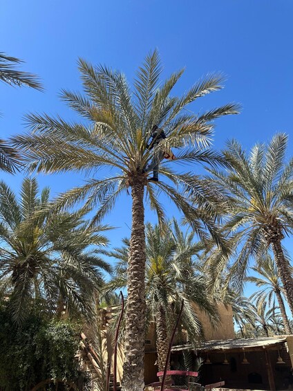 A palm tree with a person pruning it. 4