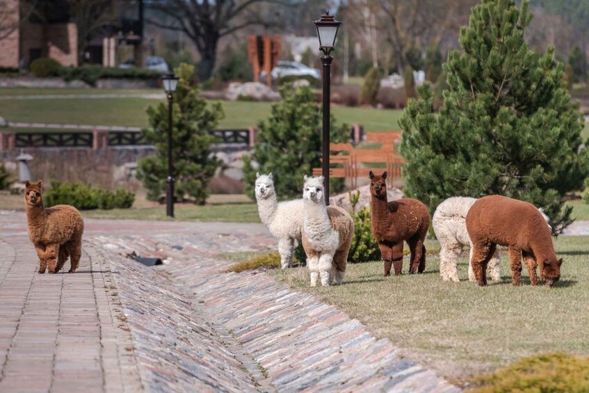 A group of alpacas grazing on grass beside a paved path in a park. 1