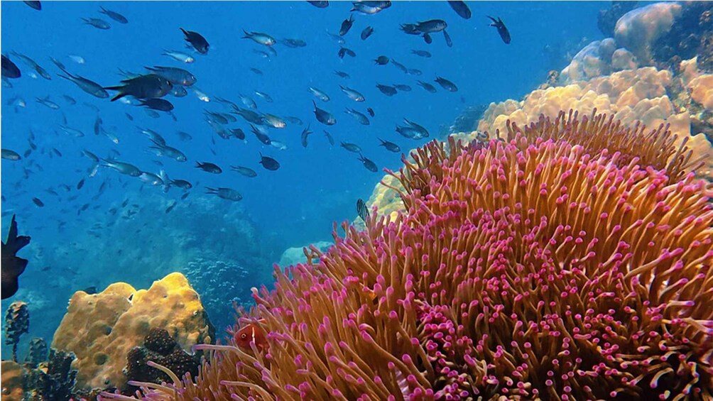Picture 74 for Activity Phu Quoc: Private 4-Island Speedboat Tour & Snorkeling 5