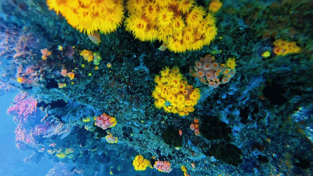 Picture 79 for Activity Phu Quoc: Private 4-Island Speedboat Tour & Snorkeling 3