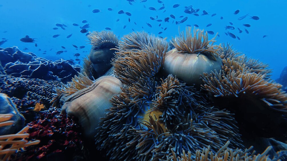 Picture 16 for Activity Phu Quoc: Private 4-Island Speedboat Tour & Snorkeling 2