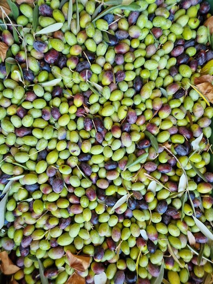 A collection of green and purple olives with olive branches and leaves. 3