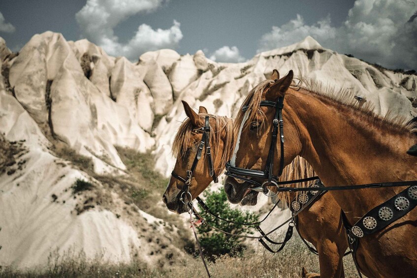 Two horses with bridles in a mountainous landscape. 2