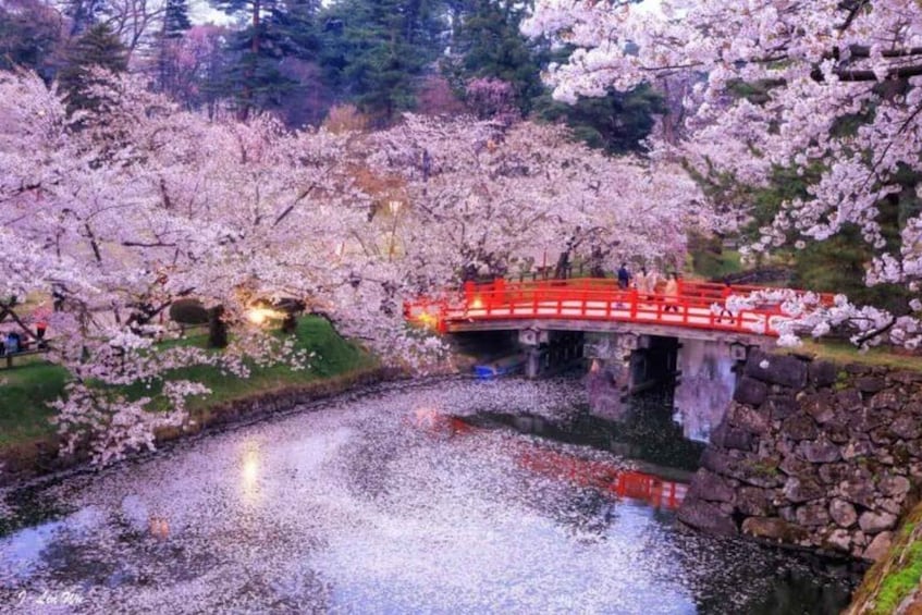 A cherry blossom tree-lined river with a red bridge. 1
