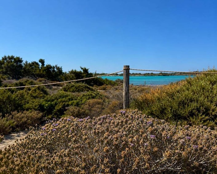 A coastal landscape with a wooden fence, dense shrubbery, and a clear blue sky. 2