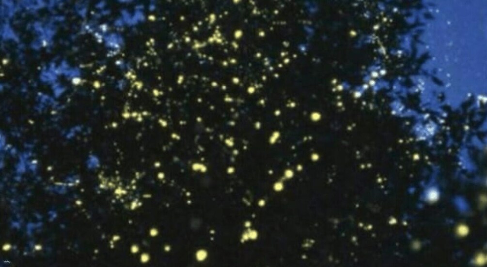 A tree with yellow lights. 5