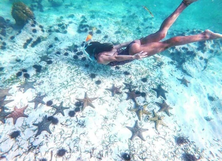 A person swimming underwater with starfish on the ocean floor. 5