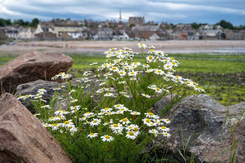 A field of daisies in front of a rocky area with a distant view of a town and a castle. 3