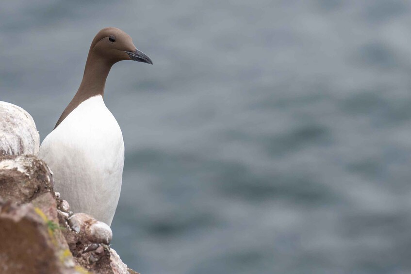 A bird with a brown head and white body perched on a rock by the water. 2