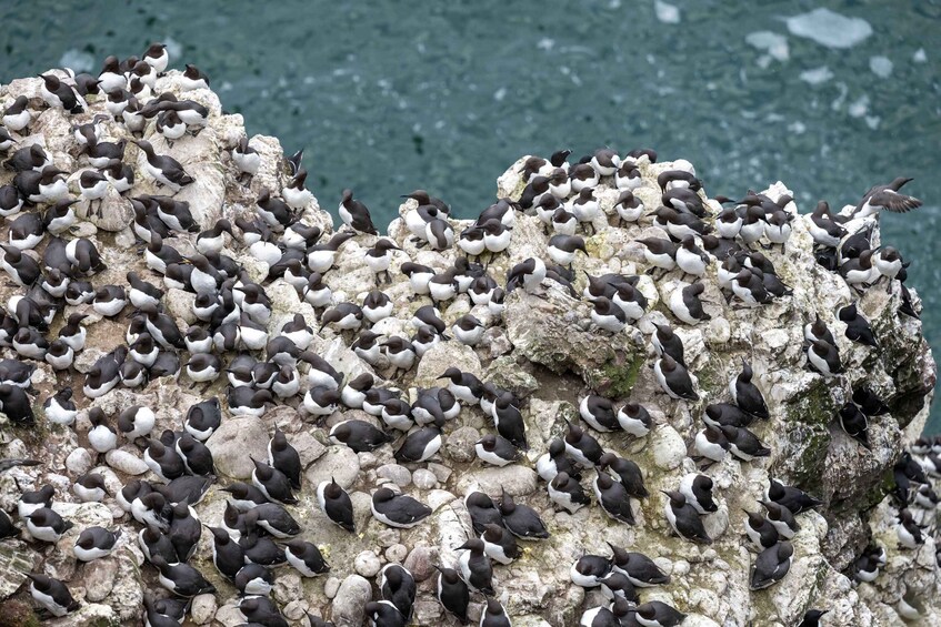 A rocky outcrop densely populated with black and white birds. 4