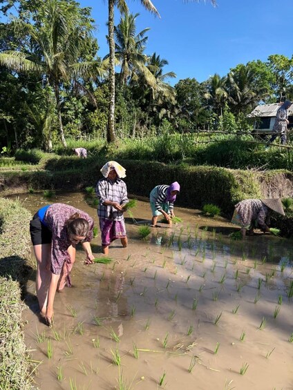 People planting rice in a flooded field with palm trees and a house in the background. 1