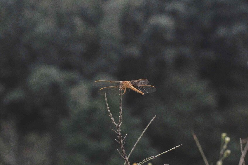 A dragonfly perched on a thin branch with a blurred green background. 5