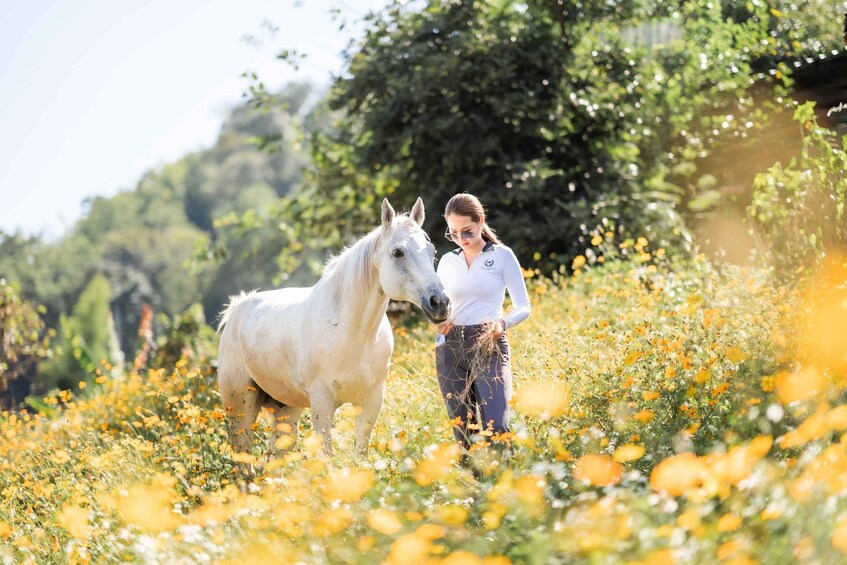 A white horse and a person in a field with yellow flowers and green trees in the background. 2