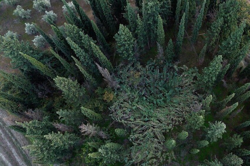 A dense coniferous forest with a variety of evergreen trees. 4