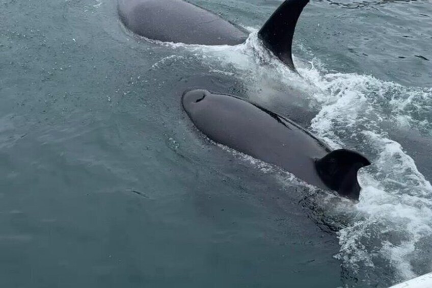 Two whales breaching the water's surface. 3