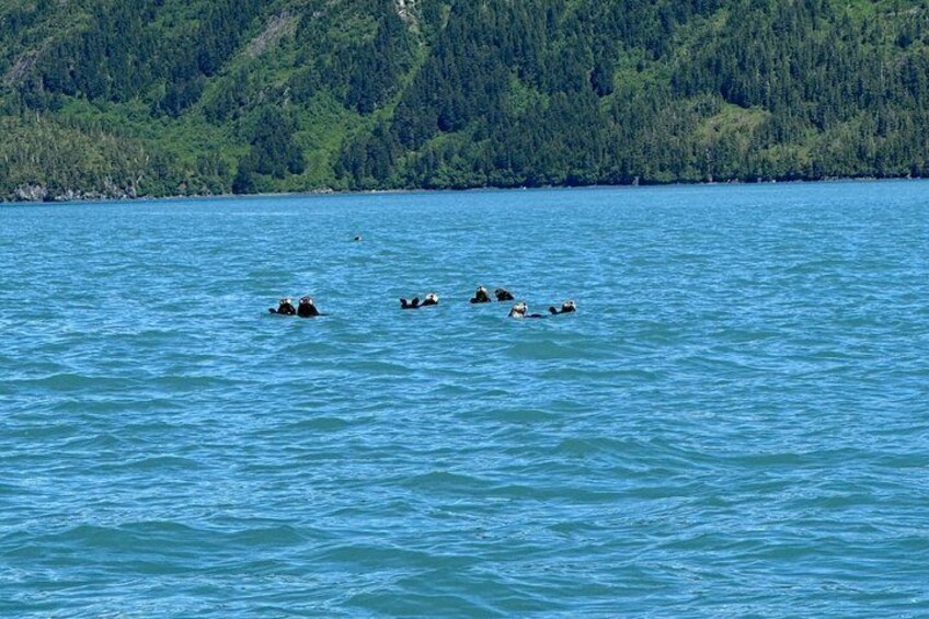 Prince William Sound Scenic Cruise with Coffee or Charcuterie 3