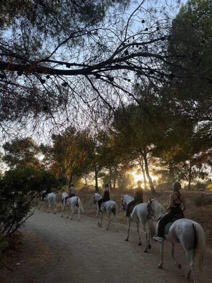 Picture 4 for Activity 1-Hour Horseback Ride through the Montes Málaga Nature Area 2