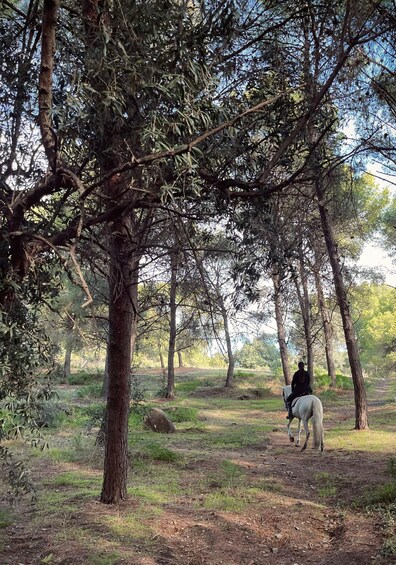 A person riding a white horse through a forested area with tall trees and a dirt path. 3