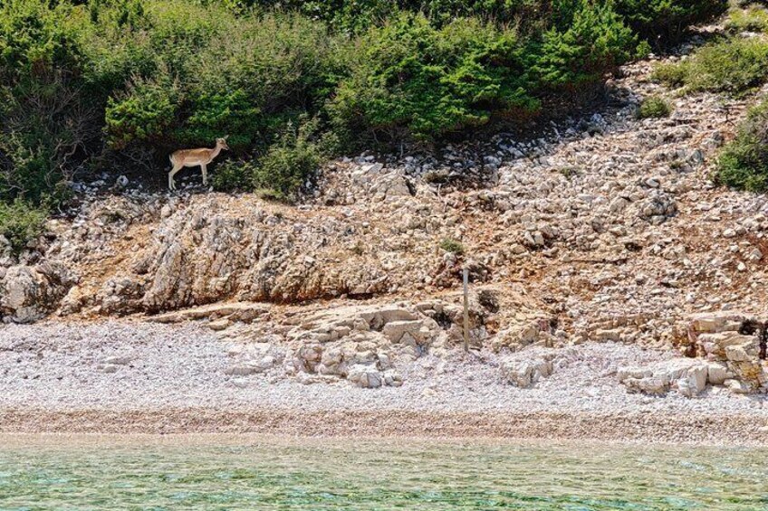 A rocky shoreline with sparse vegetation and a deer standing on the cliff. 1