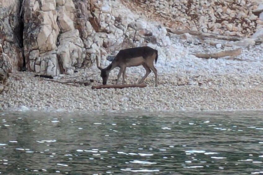 A deer grazing near a rocky shoreline. 2