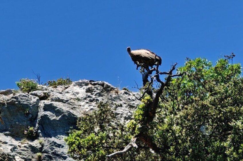 A bird perched on a rocky outcrop with sparse vegetation. 5