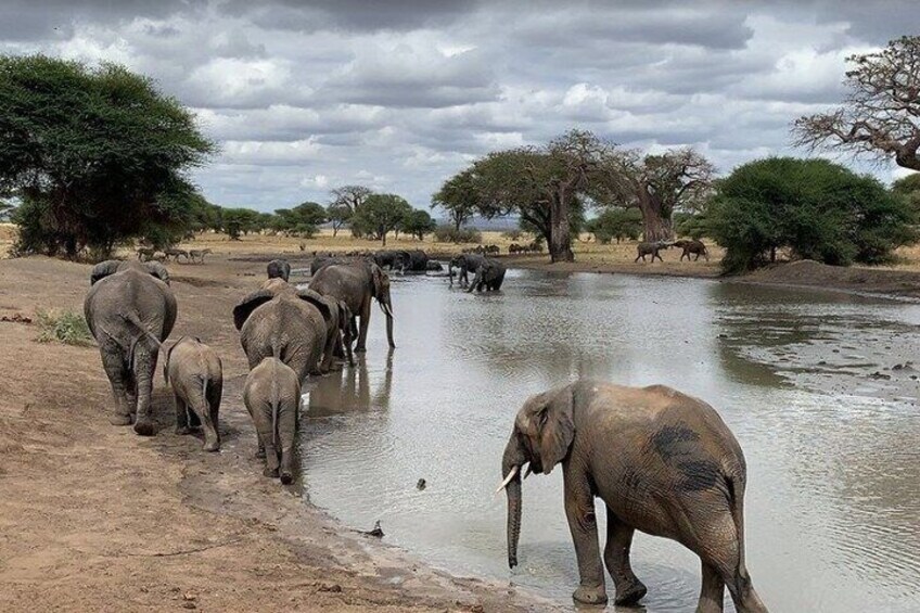 A herd of elephants by a waterhole in a savanna landscape. 3
