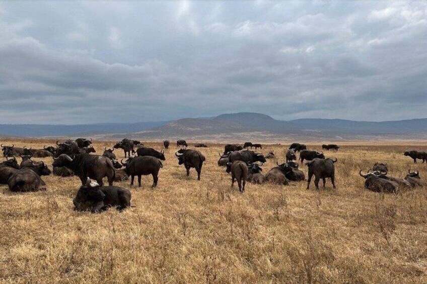 A herd of buffalo grazing in a dry grassland with mountains in the background. 2