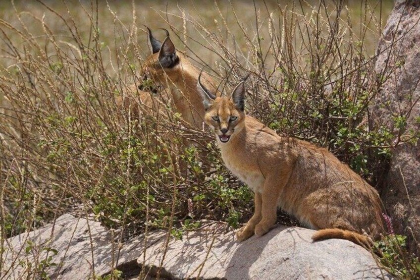A wild cat sitting on a rock with sparse vegetation in the background. 1