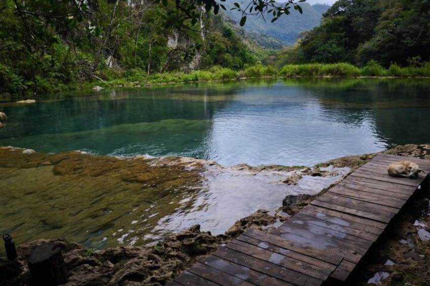 A wooden dock extending into a clear river surrounded by lush greenery. 5
