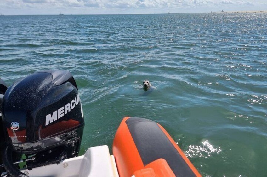 Seal Watching RIB Tour from Terschelling 5