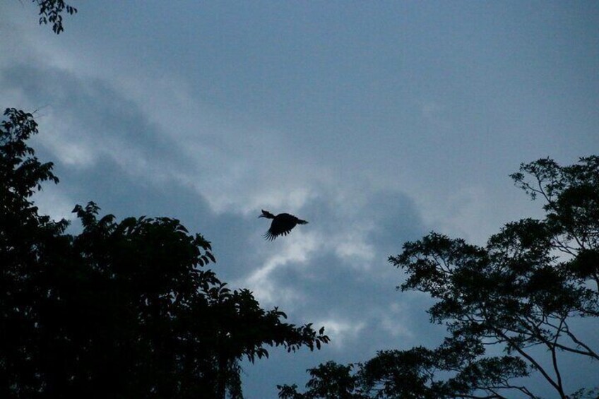 A bird flying in the sky with trees in the foreground. 3